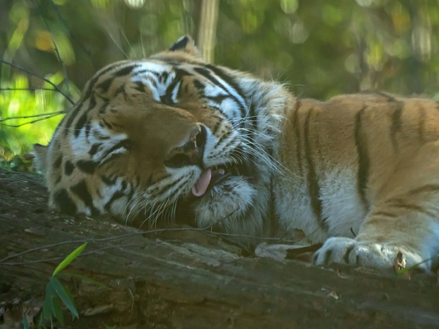 At the Zoo — Susan Kirby